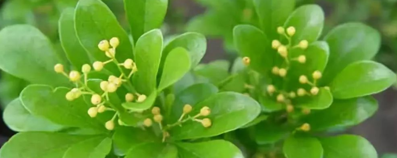 米兰种植方法和注意事项