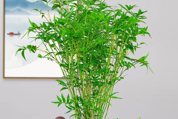 盆栽竹子的种类