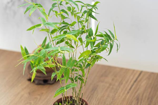 盆栽竹子的种类