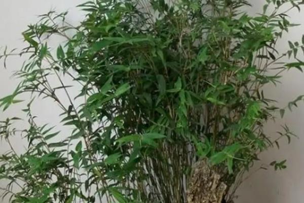 盆栽竹子的种类