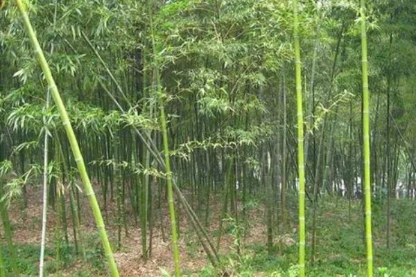 竹子什么季节种植最好