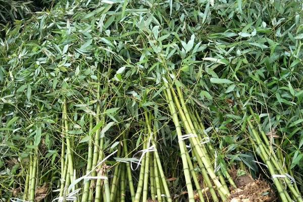 竹子什么季节种植最好