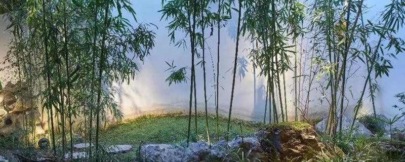 适合庭院种植的竹子