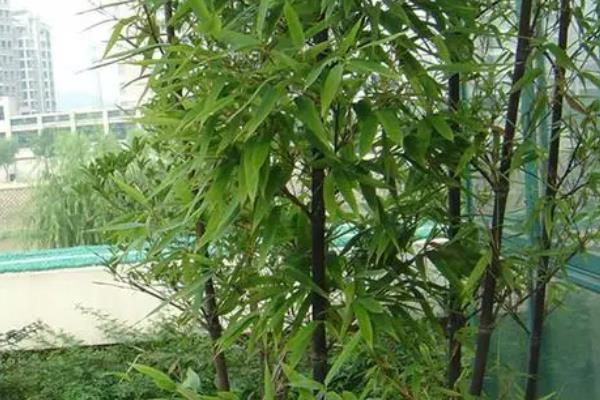 适合庭院种植的竹子