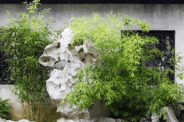 适合庭院种植的竹子