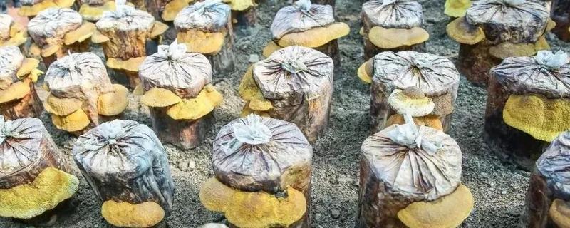 桑黄人工栽培技术