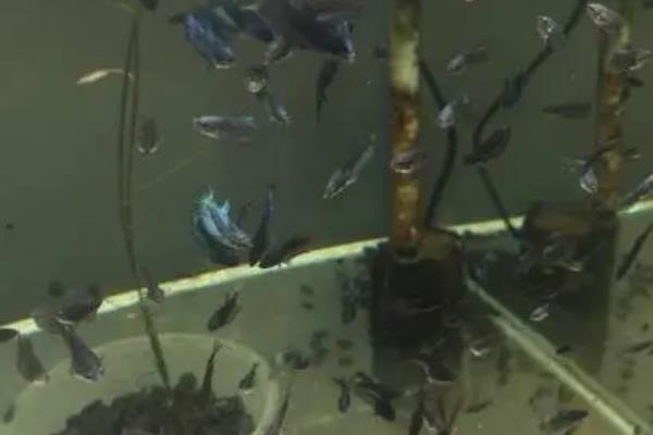 斗鱼苗孵化后几天饿死