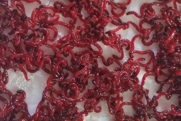 夏天为什么不用红虫钓鱼