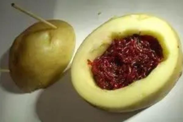 钓鱼剩下的红虫怎样保存