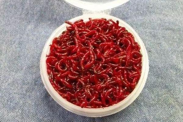 钓鱼剩下的红虫怎样保存
