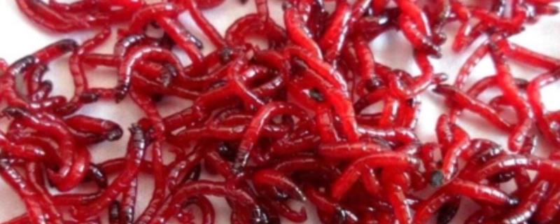 冬天红虫钓鱼怎么样
