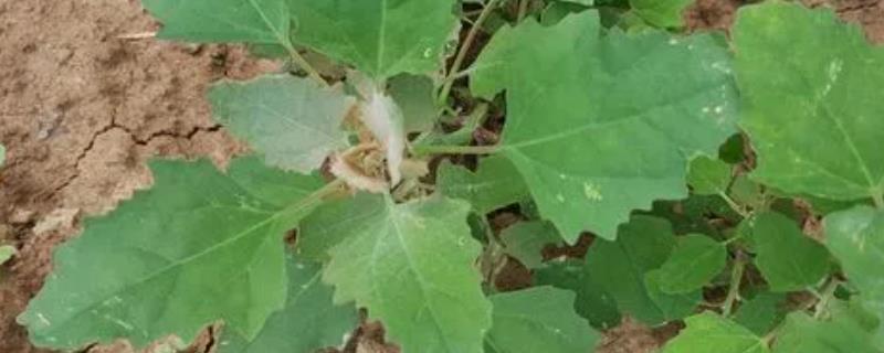 灰菜用什么除草剂能杀死