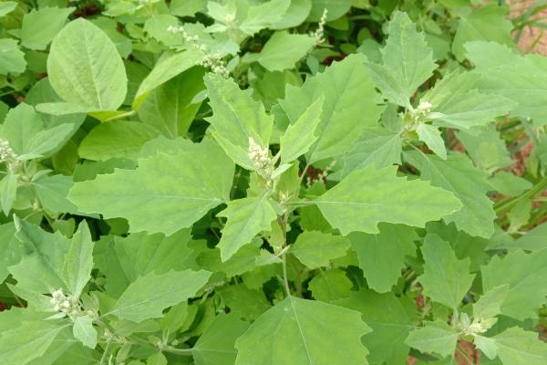 灰菜用什么除草剂能杀死