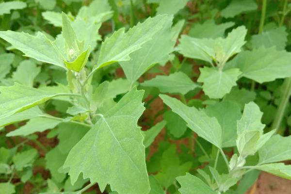 灰菜用什么除草剂能杀死