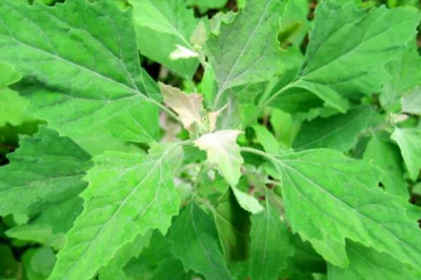 灰菜用什么除草剂能杀死