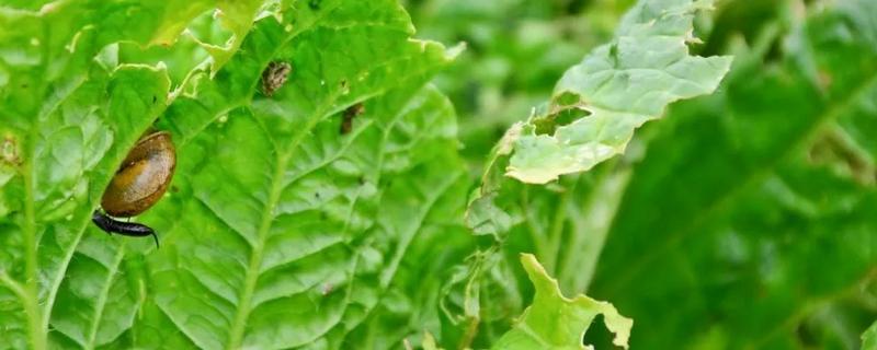 白菜生虫子用什么农药
