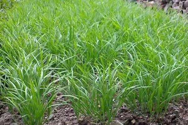韭菜籽直接播种到土里可以吗
