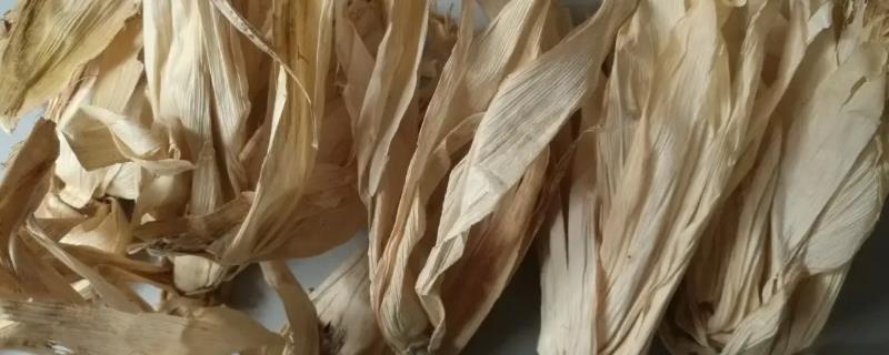 玉米包衣能喂牛吗