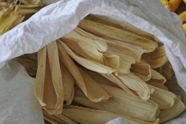 玉米包衣能喂牛吗