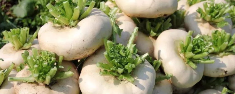 盘菜是萝卜吗