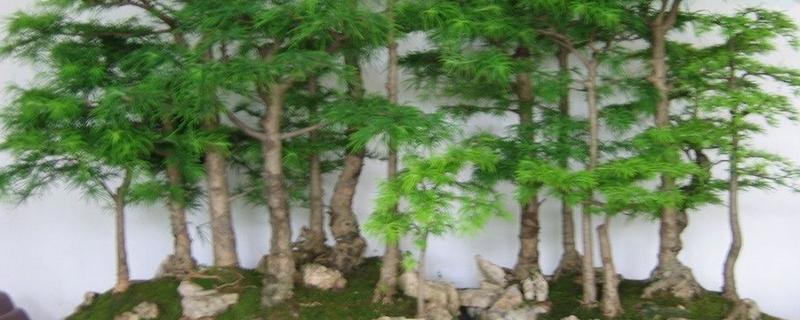 柘木树长什么样