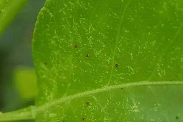 红蜘蛛的危害症状，附如何防治红蜘蛛