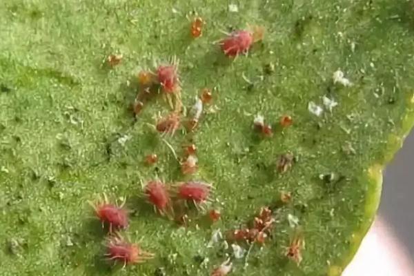 红蜘蛛的危害症状，附如何防治红蜘蛛