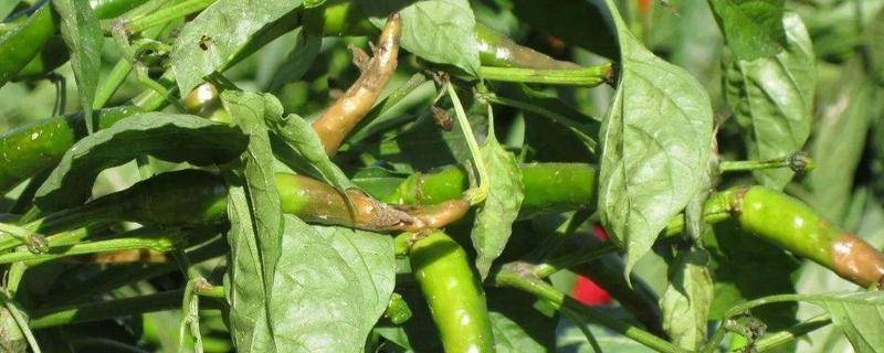 线椒种植时间
