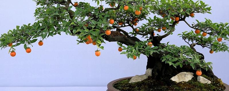 金弹子怎么过冬