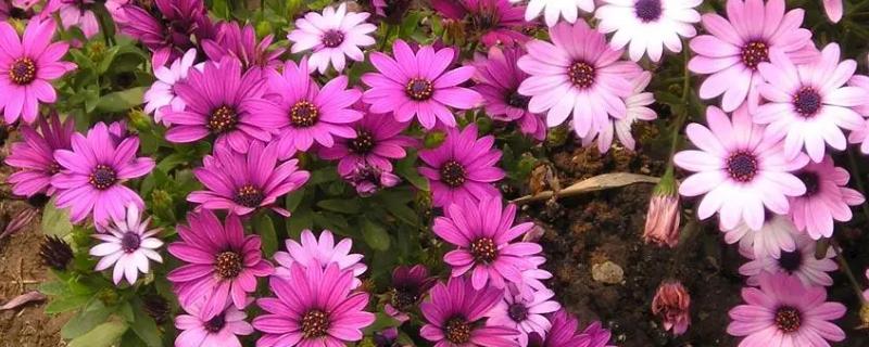 什么花的花语是暗恋
