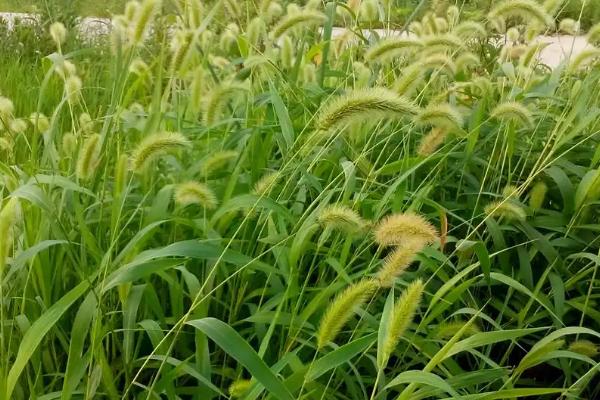 什么花的花语是暗恋