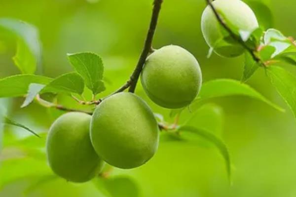 青梅什么季节上市