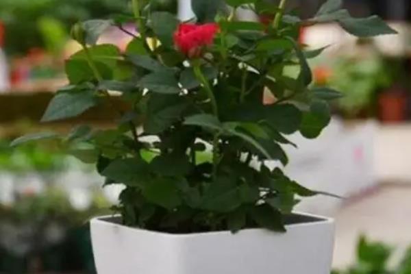 玫瑰花好养吗