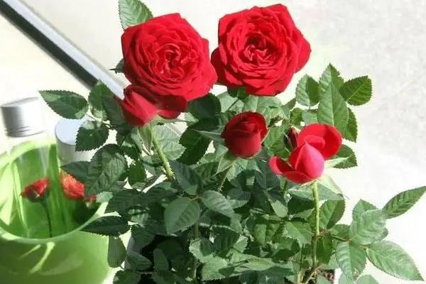 玫瑰花好养吗
