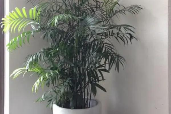 夏威夷竹子的寓意与风水