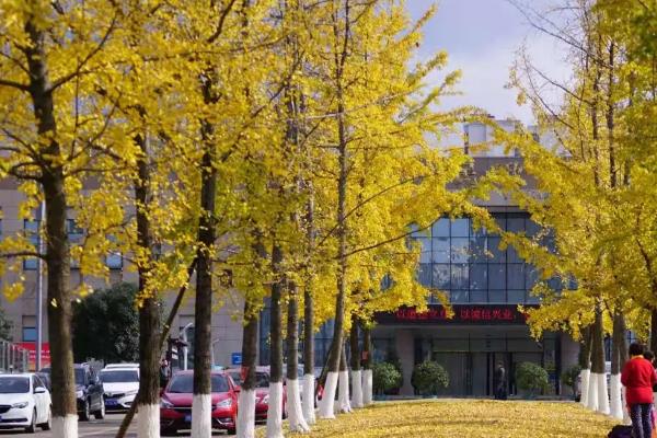 银杏树为什么不能种在家门口