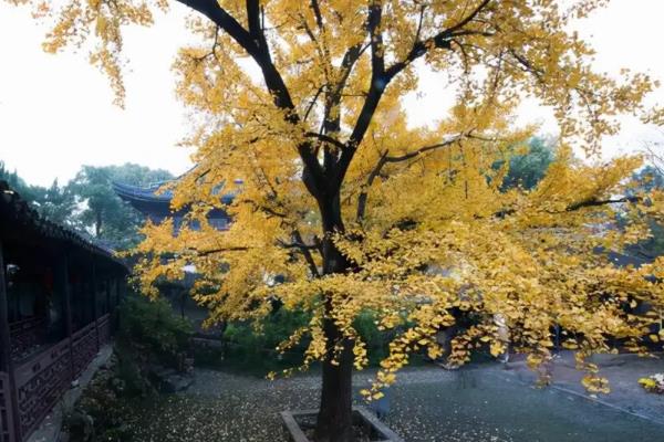 银杏树为什么不能种在家门口