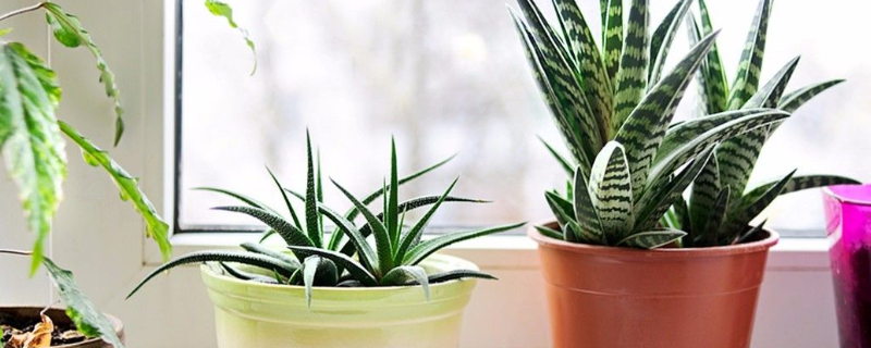 绿植生虫怎么办