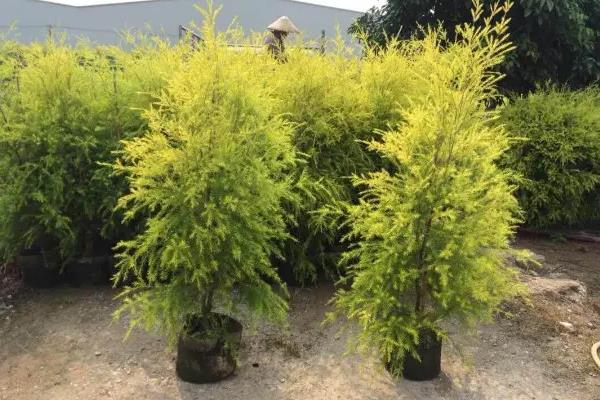 家门口种什么植物风水好又旺财