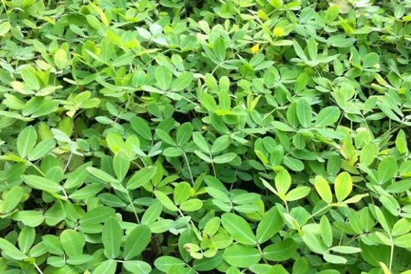 家门口种什么植物风水好又旺财