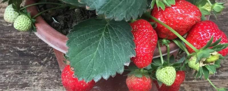 花盆适合种什么水果