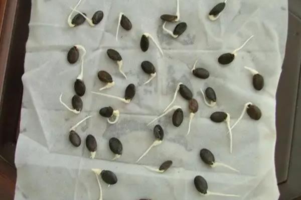 生菜怎样催芽