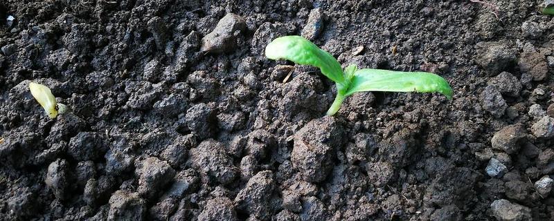 尿素怎么给菜施肥