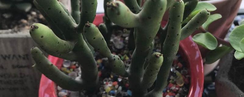 珊瑚柱怎么繁殖