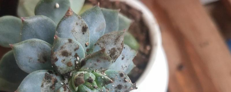 多肉植物生白虫怎么办