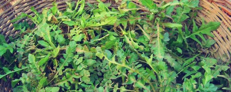 地菜和荠菜是一种吗