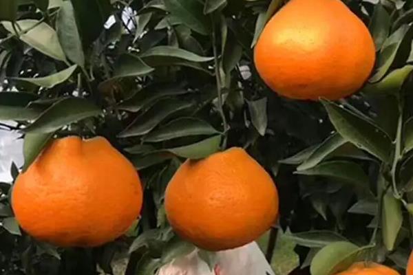 耙耙柑成熟期是几月份