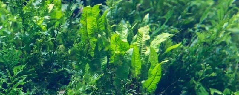 海藻是裙带菜吗
