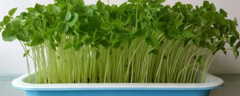 红豆苗的种植方法是什么