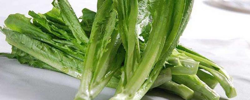莴笋是油麦菜吗